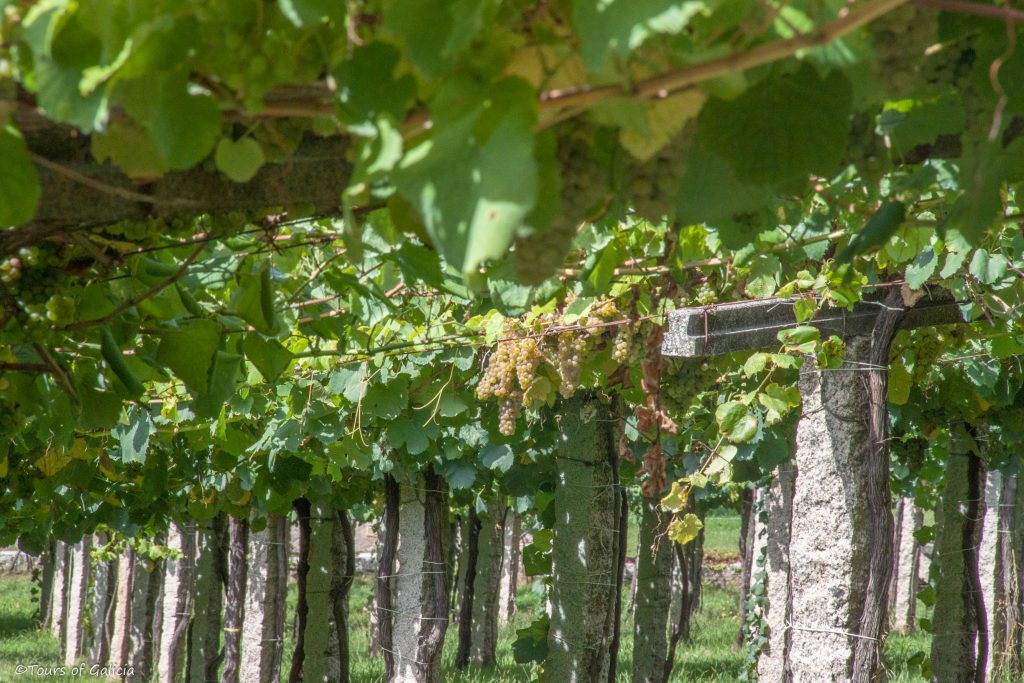 Albariño Vines
