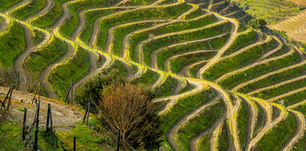 Douro Valley