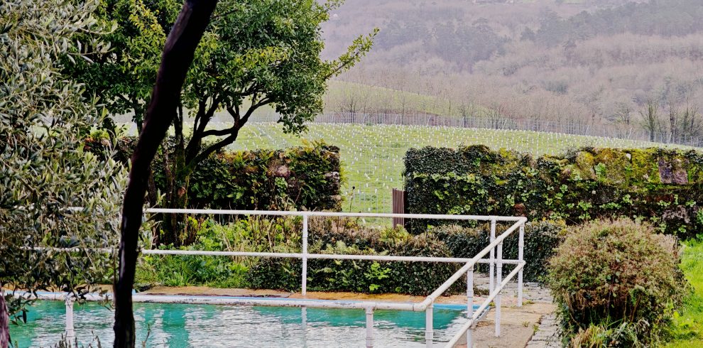 Vineyards Ulla